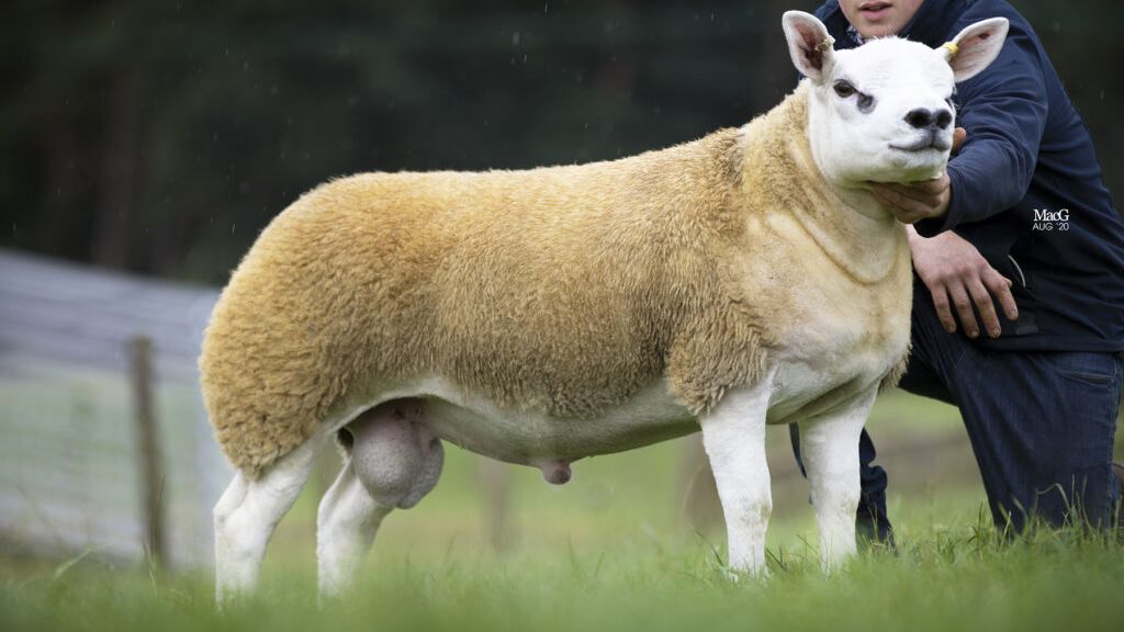 Deset milionů za dokonalé geny. V aukci byla prodána nejdražší ovce na světě